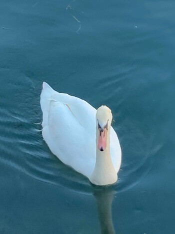 Mute Swan 巴川,静岡県,日本 Sat, 12/11/2021