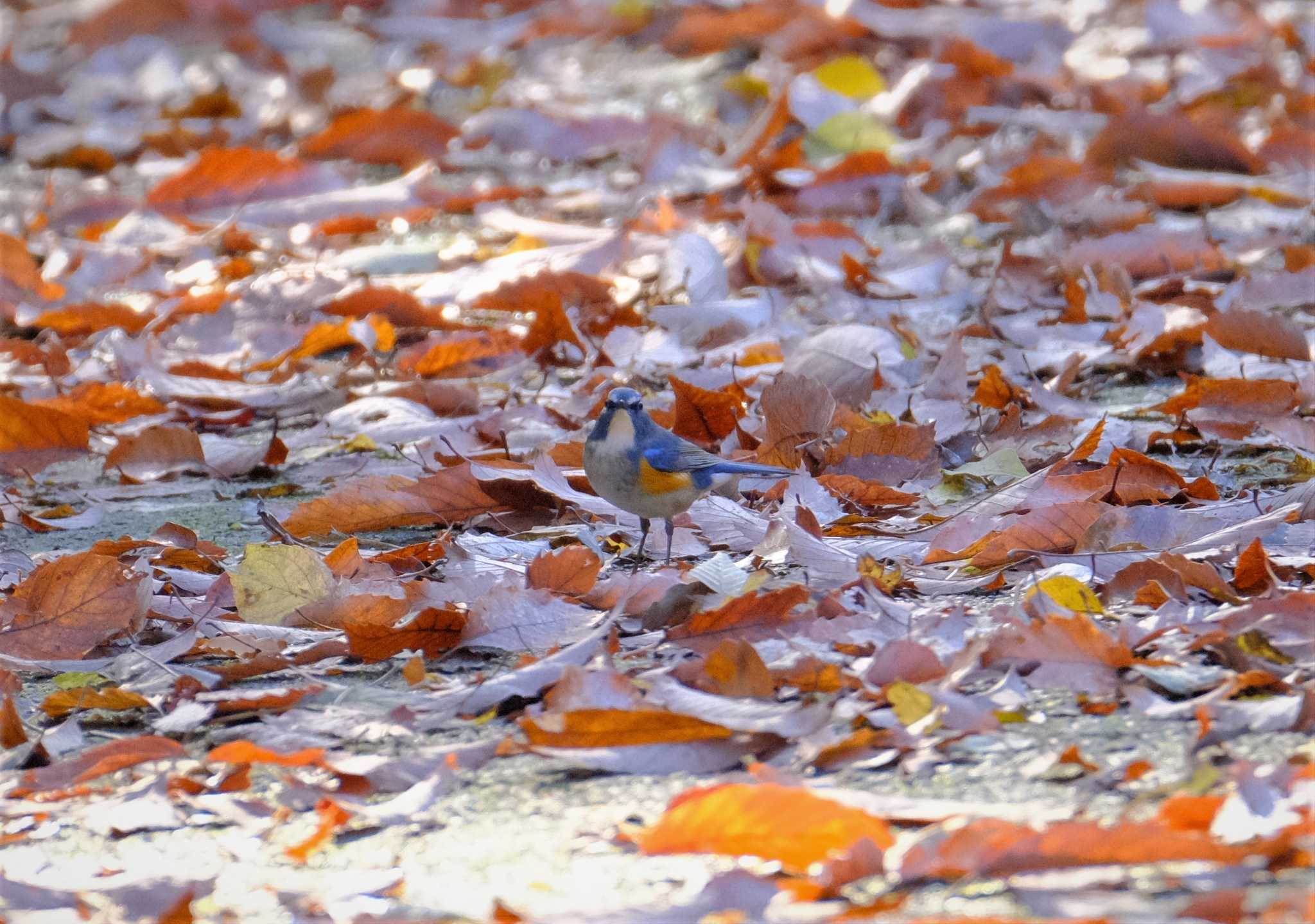 東京都立桜ヶ丘公園(聖蹟桜ヶ丘) ルリビタキの写真