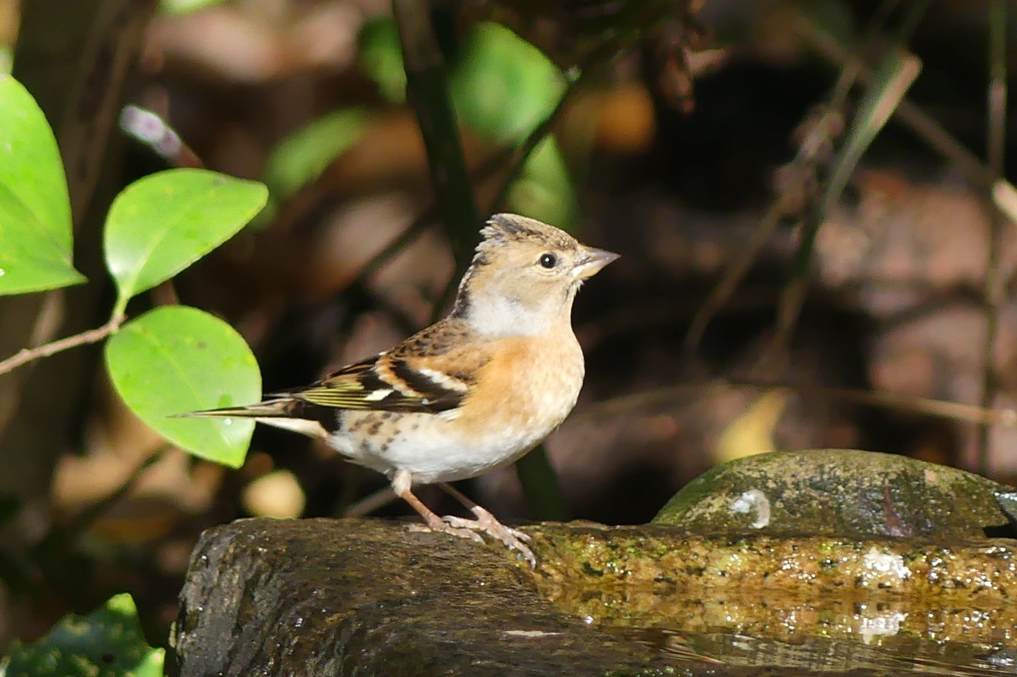 Brambling