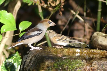 Sat, 12/11/2021 Birding report at Kyoto Gyoen