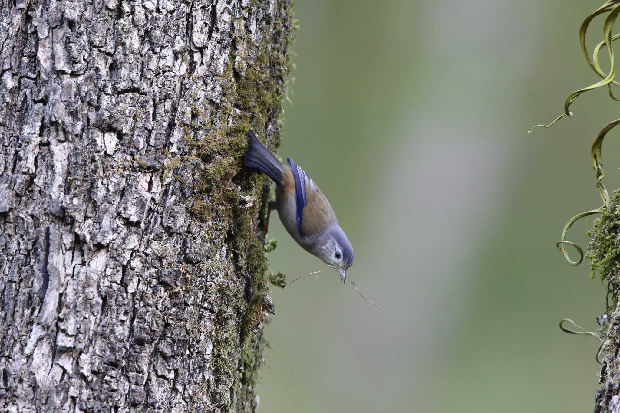 Blue-winged Minla