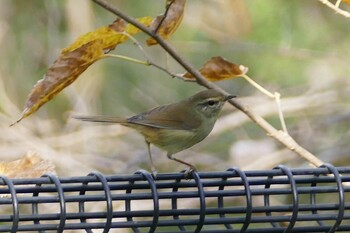 Sat, 12/11/2021 Birding report at 赤羽自然観察公園