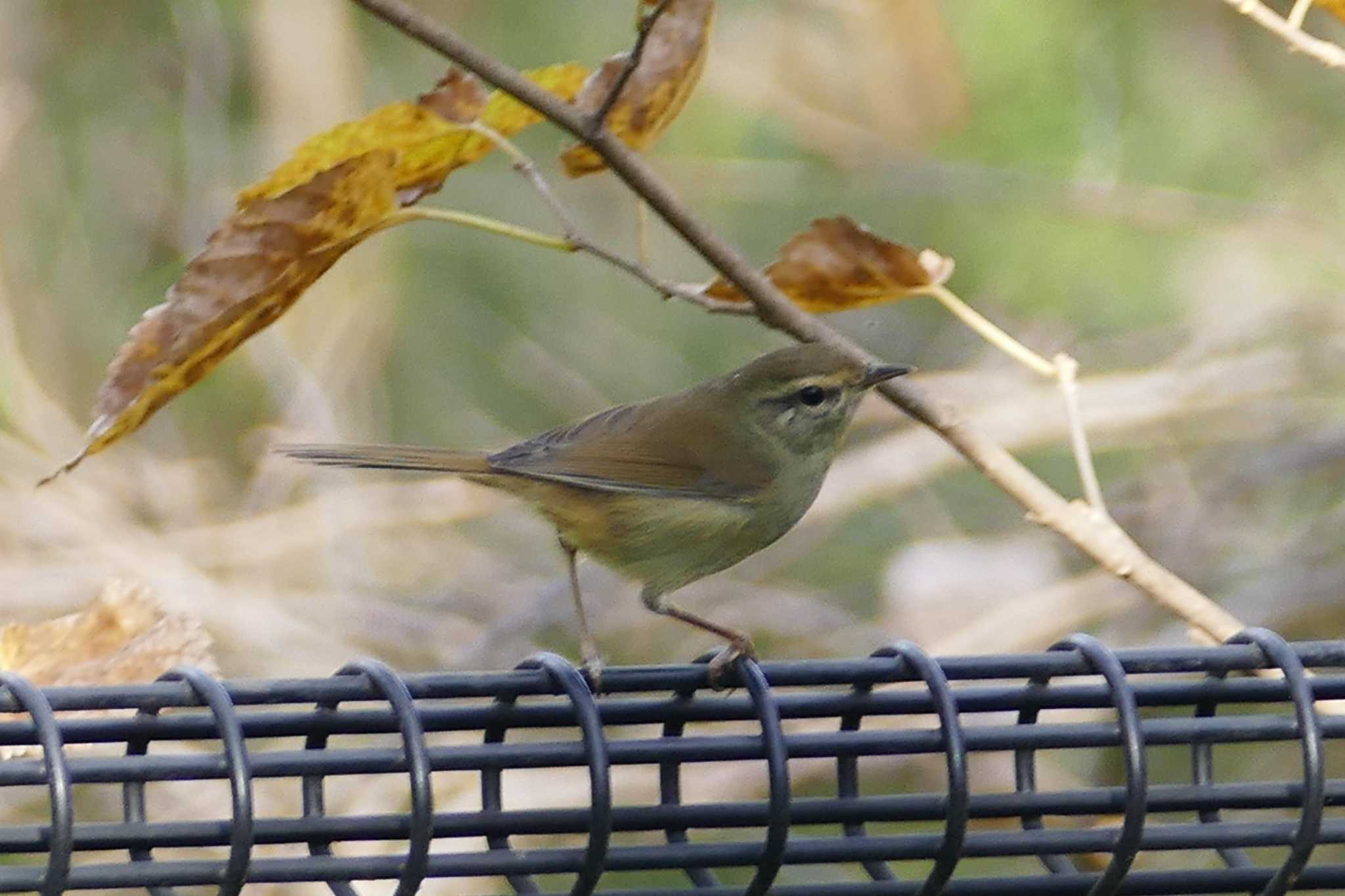 Photo of Japanese Bush Warbler at 赤羽自然観察公園 by アカウント5509