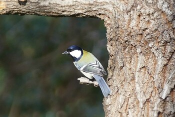 シジュウカラ 赤羽自然観察公園 2021年12月11日(土)