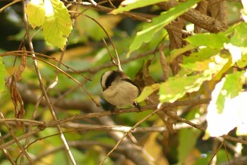 Long-tailed Tit 近所の公園 Sun, 11/28/2021