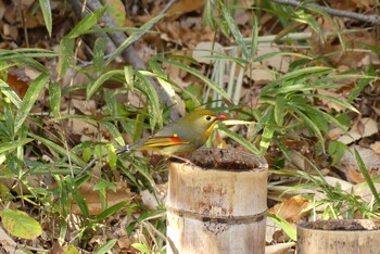 ソウシチョウ 近所の公園 2021年11月30日(火)