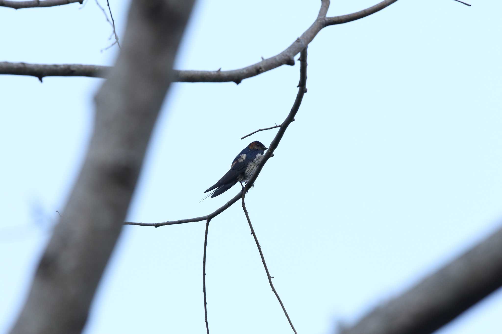 Striated Swallow