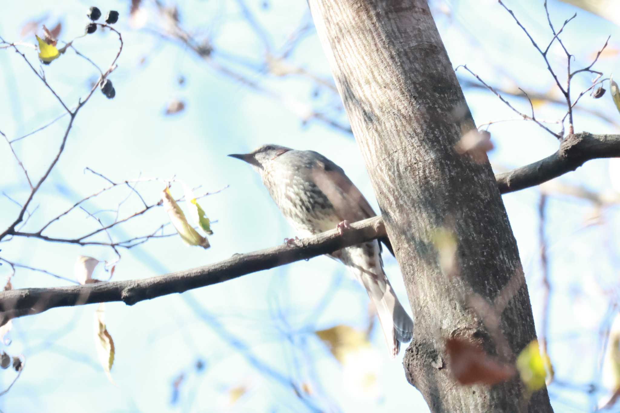 Photo of Brown-eared Bulbul at 結城市健康の森 by シロヌコ