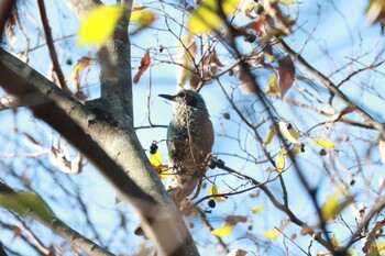 Brown-eared Bulbul 結城市健康の森 Sat, 12/11/2021