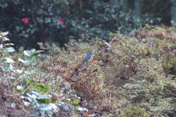 Red-flanked Bluetail 丸火自然公園 Sat, 12/11/2021