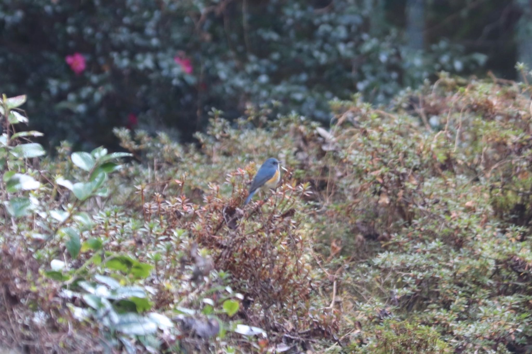 丸火自然公園 ルリビタキの写真