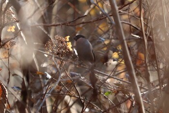 Eurasian Bullfinch 丸火自然公園 Sat, 12/11/2021