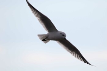 ズグロカモメ 大授搦(東与賀干潟) 2021年12月7日(火)