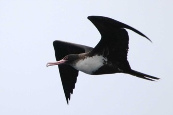 Great Frigatebird Islas Revillagigedo (Mexico) Fri, 4/28/2017