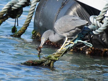 クロサギ 平磯海岸 2021年12月4日(土)