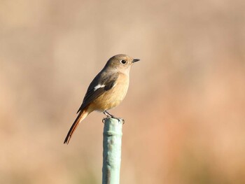 2021年12月11日(土) 見沼自然公園の野鳥観察記録