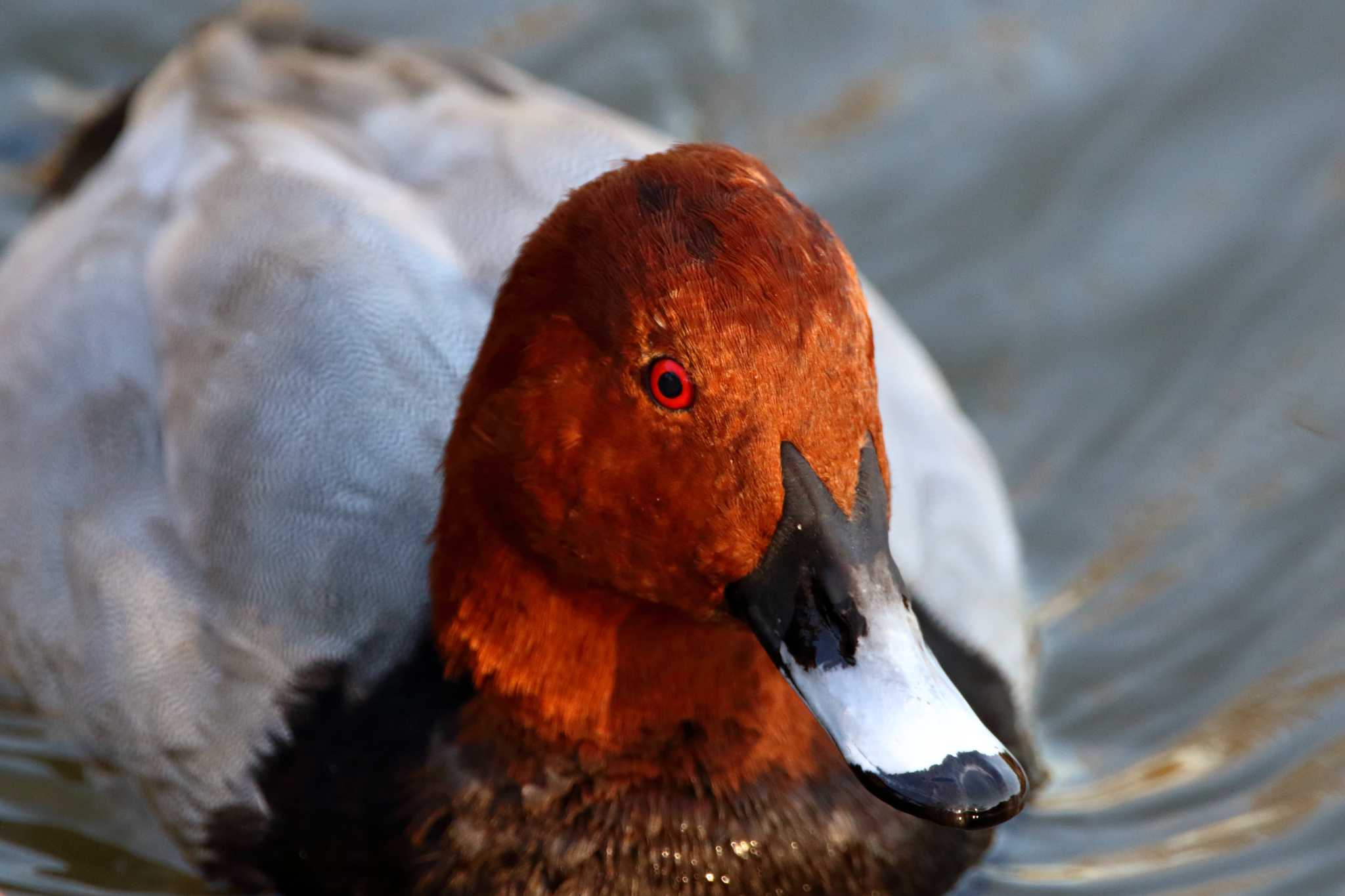 Photo of Common Pochard at 横浜市 by reat