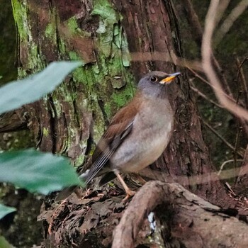 2021年12月7日(火) 上総国佐倉城跡の野鳥観察記録