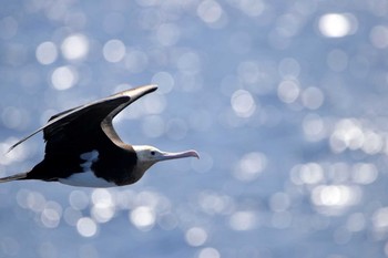 Magnificent Frigatebird Islas Revillagigedo (Mexico) Fri, 4/28/2017