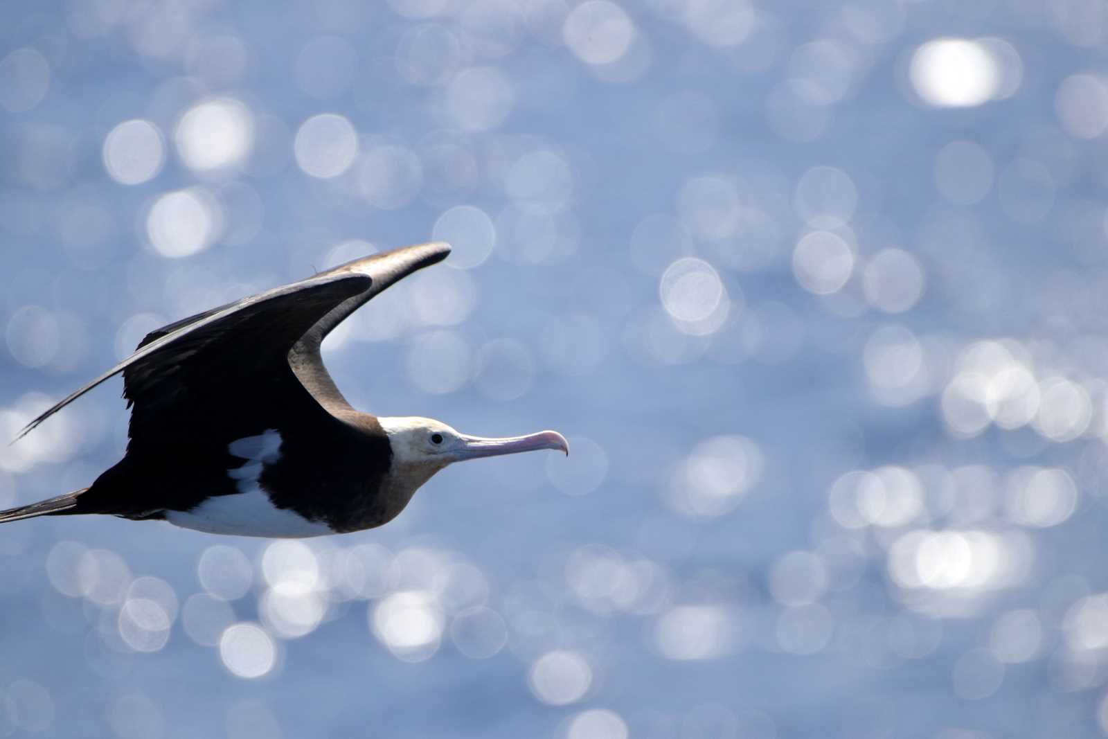 Photo of Magnificent Frigatebird at Islas Revillagigedo (Mexico) by とみやん