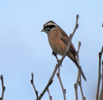 Meadow Bunting 羽生水郷公園 Fri, 12/10/2021