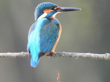 Common Kingfisher 羽生水郷公園 Fri, 12/10/2021