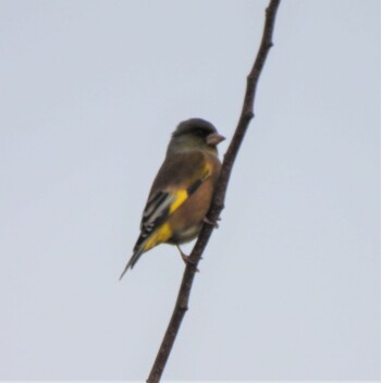 Grey-capped Greenfinch 羽生水郷公園 Fri, 12/10/2021