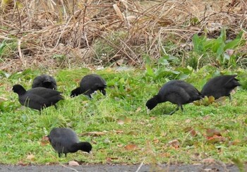 オオバン 羽生水郷公園 2021年12月10日(金)