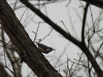 Eurasian Nuthatch 北海道 Sat, 12/11/2021