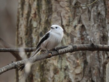 2021年12月11日(土) 北海道の野鳥観察記録