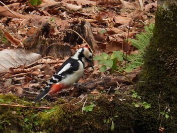 Great Spotted Woodpecker(japonicus) 北海道 Sat, 12/11/2021