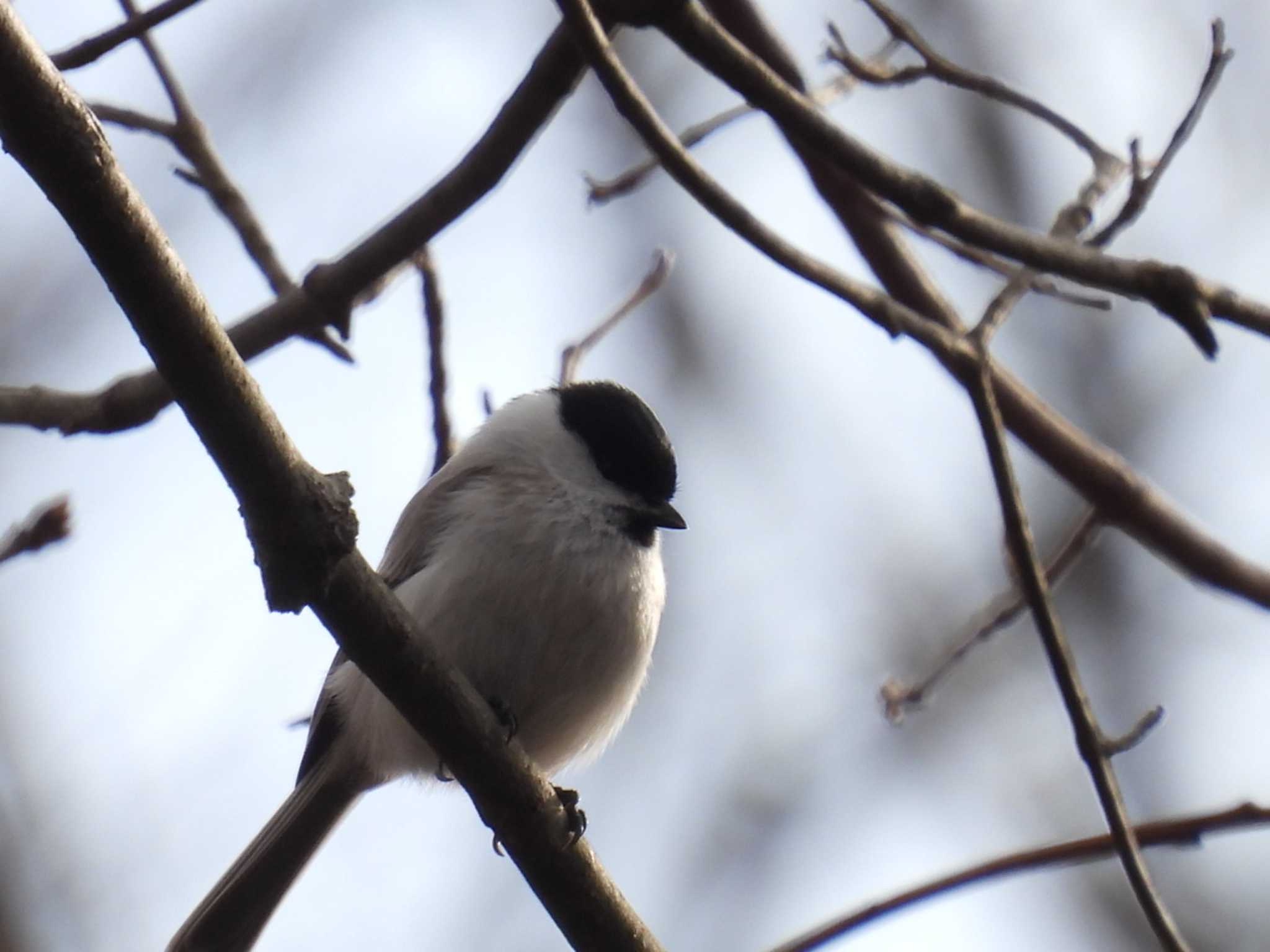 Photo of Marsh Tit at 北海道 by カズー