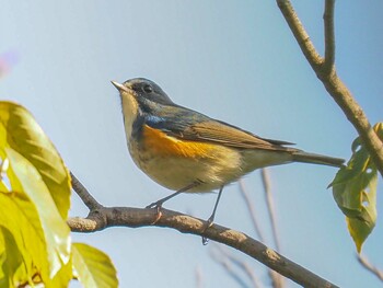 Red-flanked Bluetail 西宮市 広田山公園 Sat, 12/11/2021