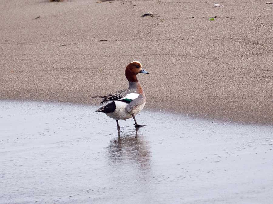 Eurasian Wigeon