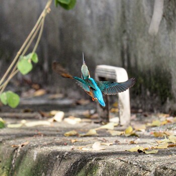 Common Kingfisher 西宮市 新池 Sat, 12/11/2021