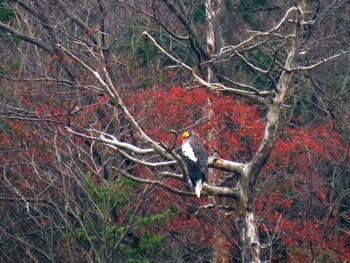 2021年12月11日(土) 山本山(滋賀県)の野鳥観察記録