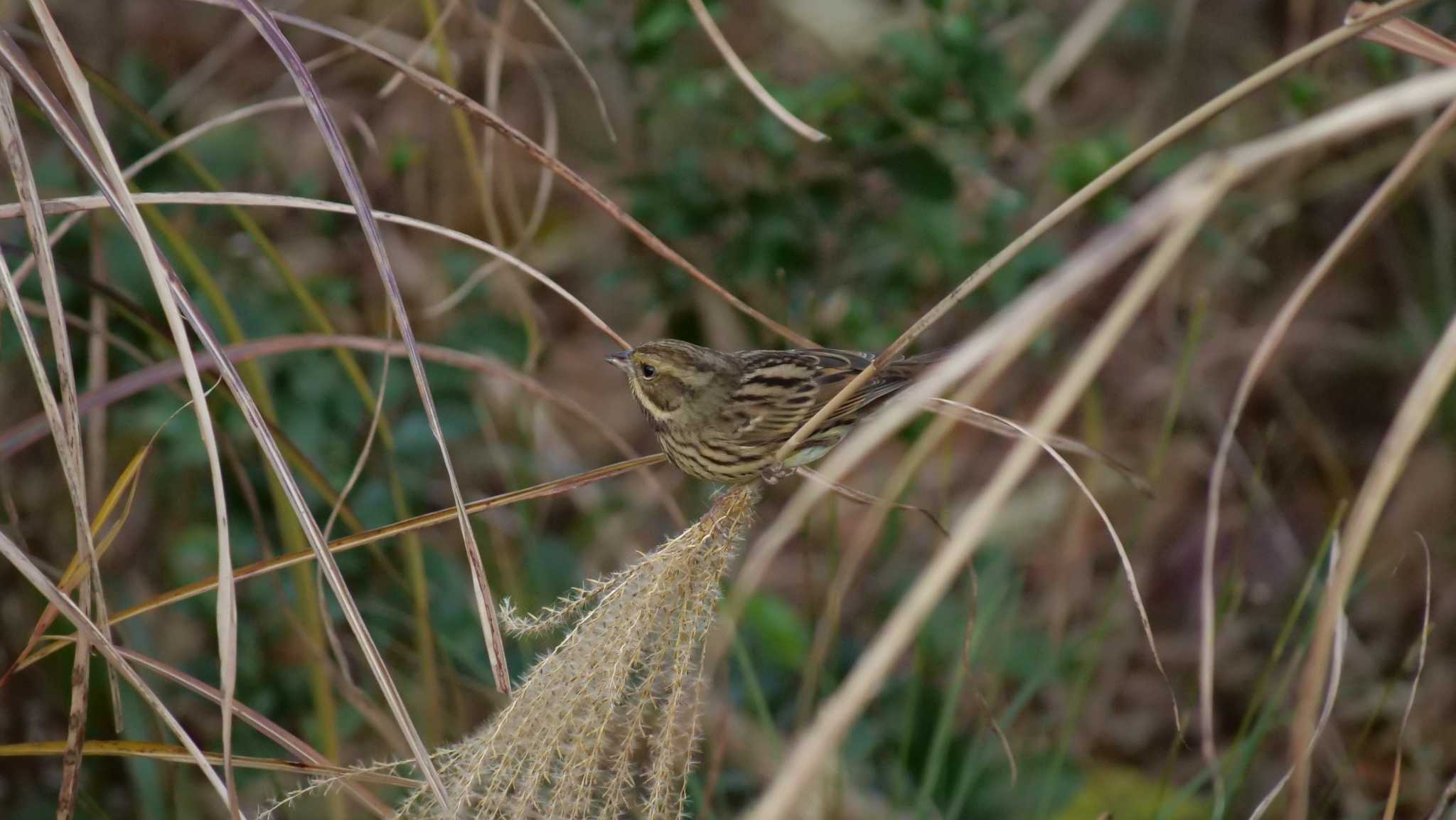 Photo of Masked Bunting at 摂津峡 by コゲラ