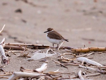 Kentish Plover 蒲生干潟(仙台市) Sat, 4/8/2017