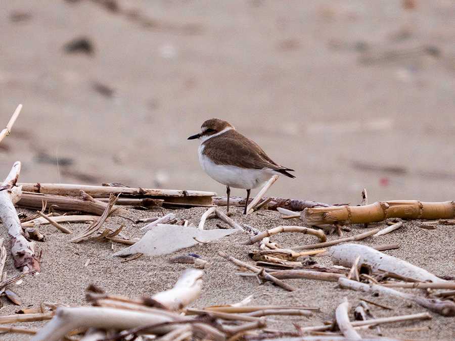 Kentish Plover