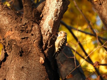 Sat, 12/11/2021 Birding report at 和田堀公園