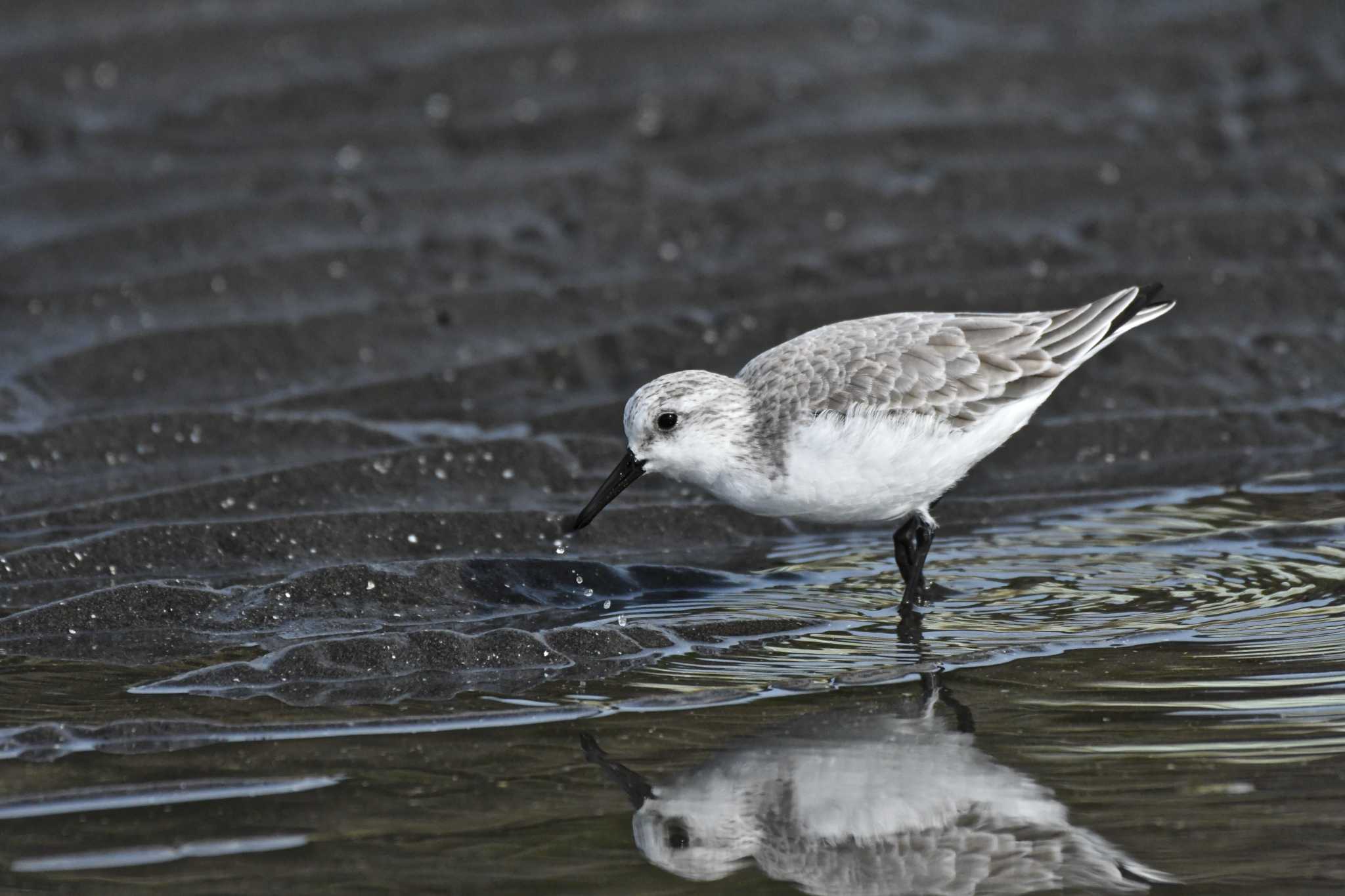 ふなばし三番瀬海浜公園 ミユビシギの写真 by TK2