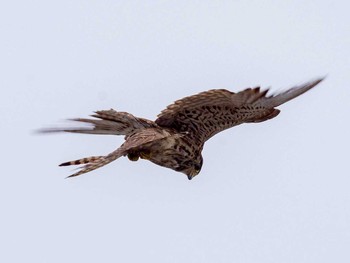 Common Kestrel 蒲生干潟(仙台市) Sat, 4/8/2017