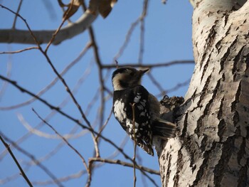 Grey-capped Pygmy Woodpecker 将府公園(北京) Sat, 12/11/2021