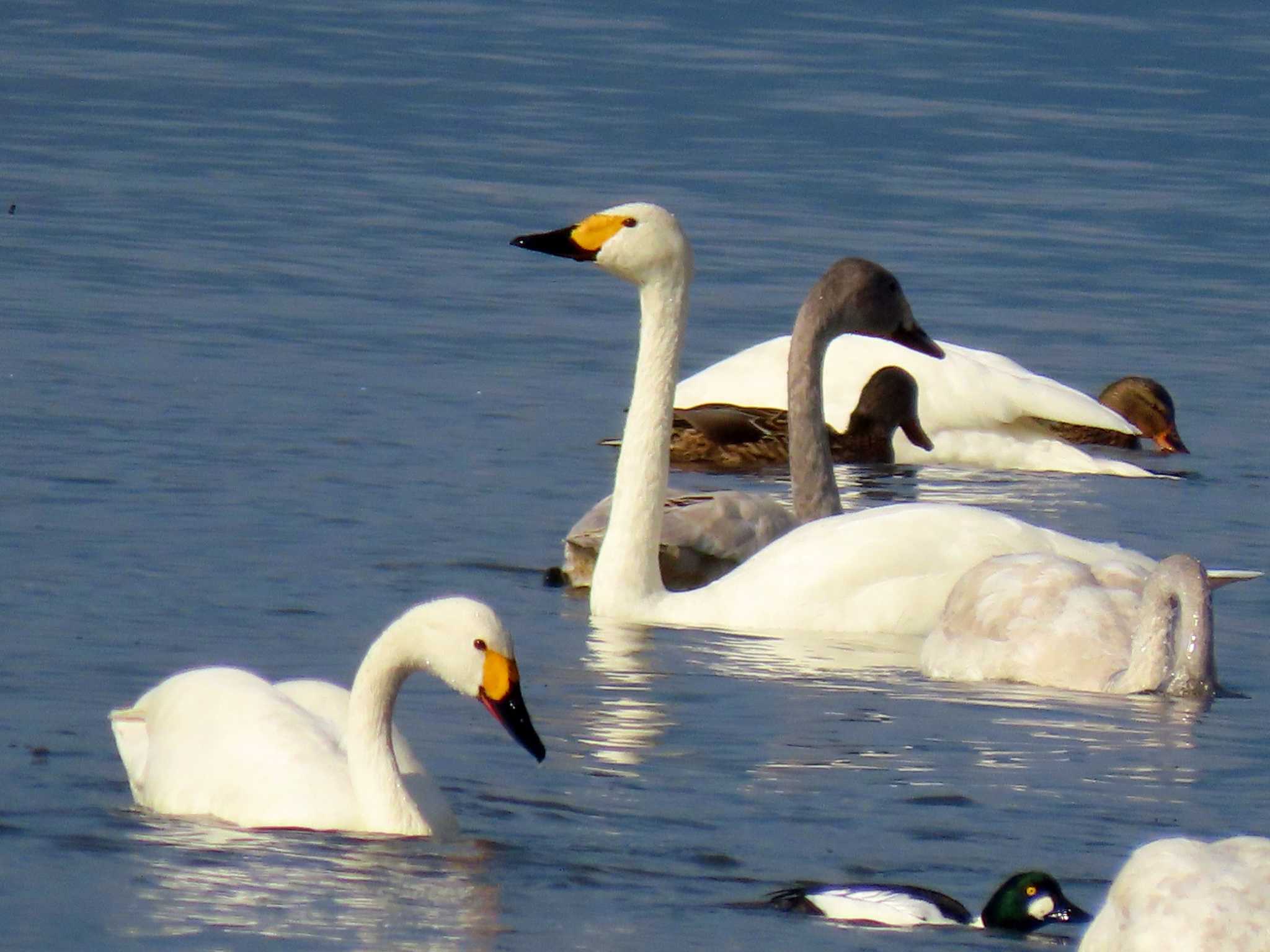 Tundra Swan