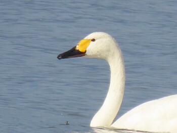 2021年12月11日(土) 湖北湖岸の野鳥観察記録