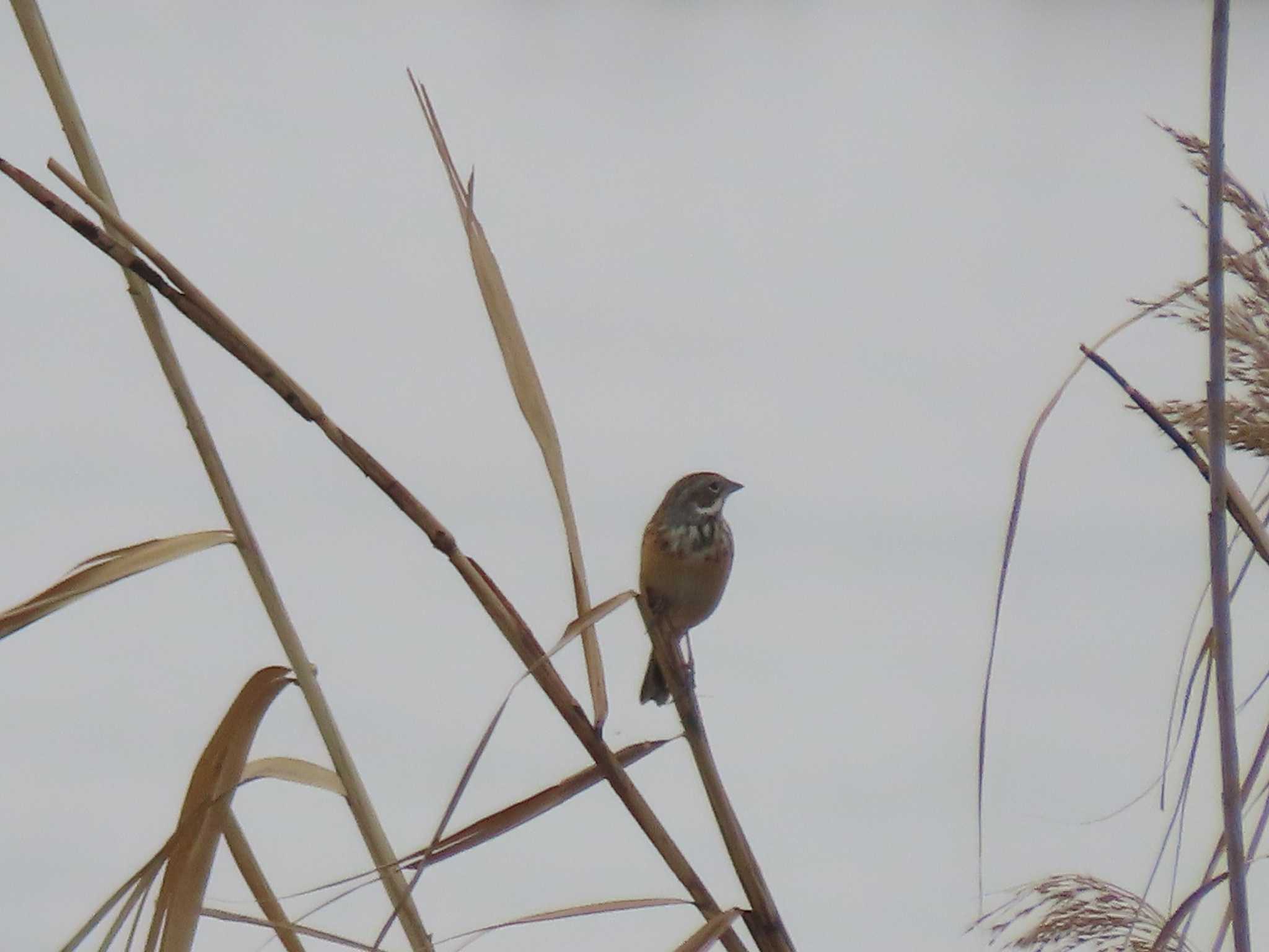 Chestnut-eared Bunting