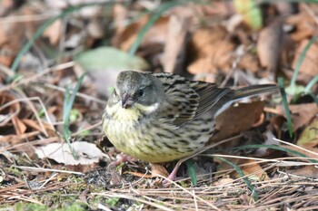 Masked Bunting 仙台市・台原森林公園 Sun, 2/21/2021