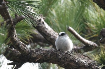 Long-tailed Tit 仙台市・台原森林公園 Sun, 2/21/2021