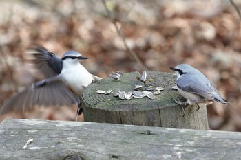 Eurasian Nuthatch Tomakomai Experimental Forest Mon, 11/23/2015