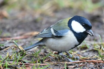 シジュウカラ 仙台市・台原森林公園 2021年2月21日(日)